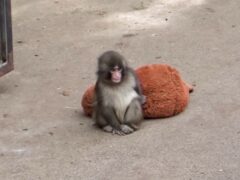 Детеныш макаки Панч, брошенный матерью, взорвал соцсети