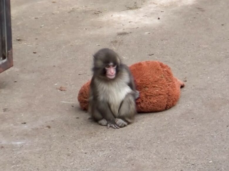 Детеныш макаки Панч, брошенный матерью, взорвал соцсети